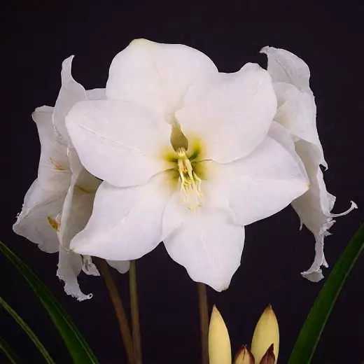 Амариллис Кристмас Гифт Закупка М80 сентябрь 2026