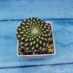 Sulcorebutia Arenacea (Сулькоребуция)