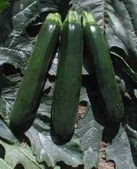 КАНДЕЛА F1 семена кабачка (Sakata | Alexagro)