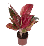 Аглаонема Флейм