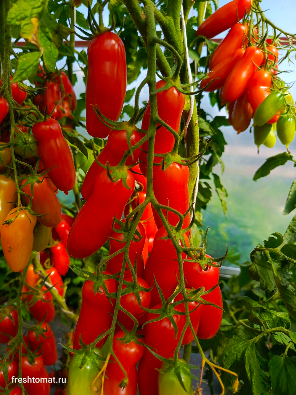 Фляшентомат (Flaschentomaten) сорт томата