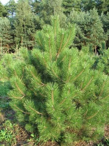 Сосна черная (ком) 160-180