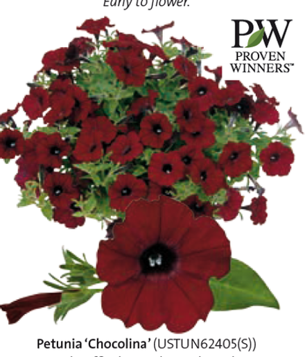 Петуния Chocolina ЕВРО укорененный черенок ЯНВАРЬ 26