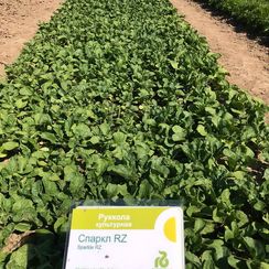 СПАРКЛ семена рукколы (Rijk Zwaan | Alexagro)