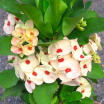 Эуфорбия Миля LAB MONGKOL