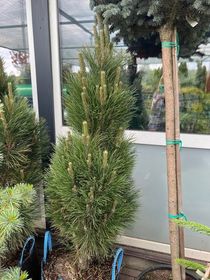 Сосна чёрная