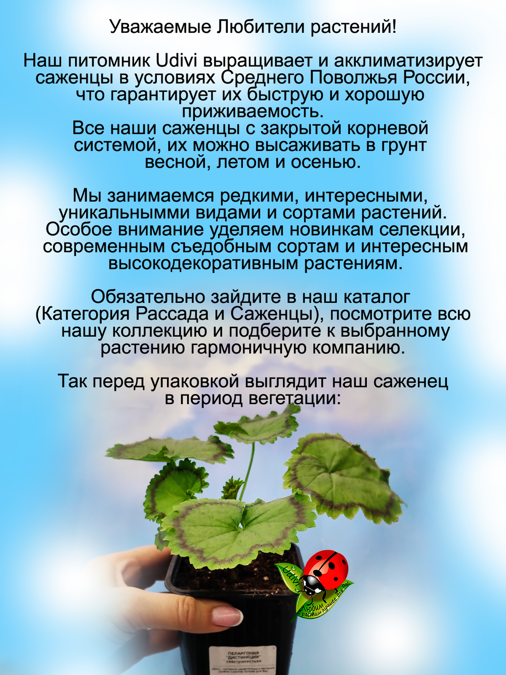 Пеларгония Дистинкция пёстролистная герань