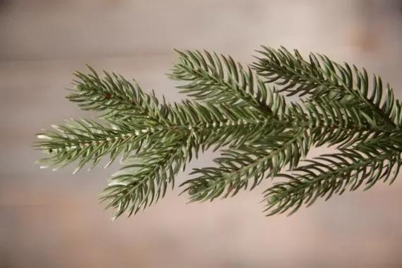 Елка Царская 155 см., литая хвоя+пвх, Triumph Tree (73639)