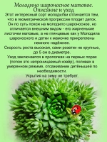 Молодило Шароносное матовое каменная роза