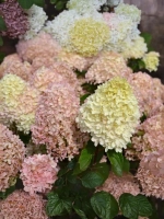 Гортензия метельчатая Вайтлайт