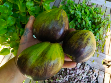 Изумрудная парча сорт томата