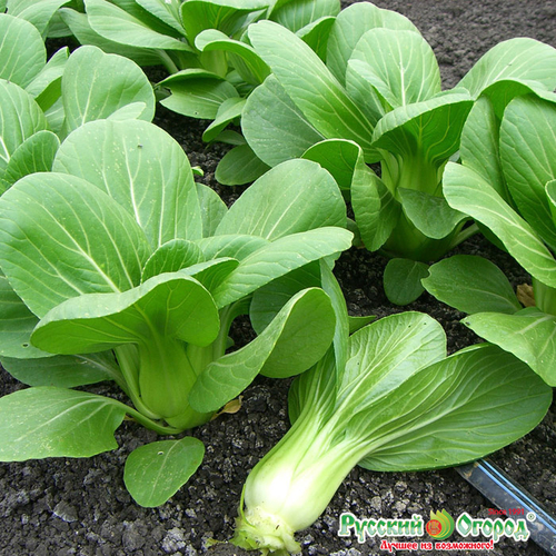 Капуста пак-чой Прима F1
