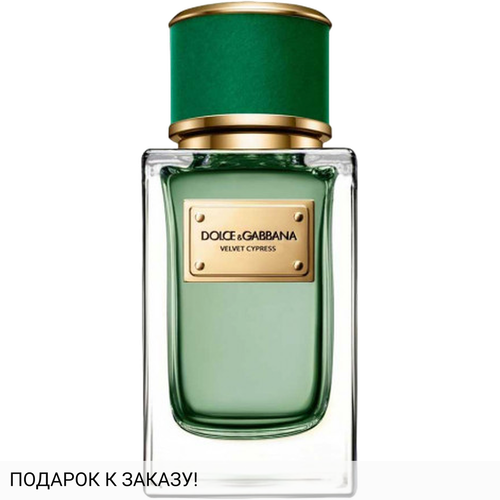 Dolce and Gabbana Velvet Cypress