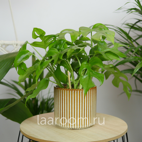 Монстера Минима 12/30