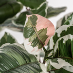 Искусственное растение ROBLE BLANCO