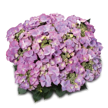 Tiffany Purple/Тиффани Парпл» (Стандарт поставки Р9)2025г.