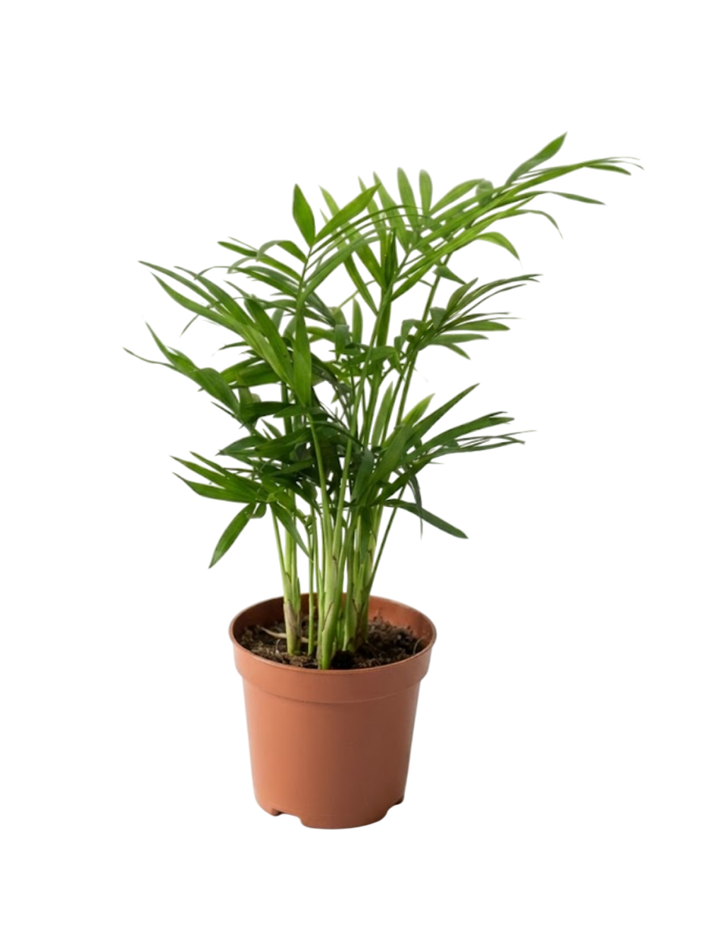 Ховея_Dwarf_Palm_д.9-Photoroom
