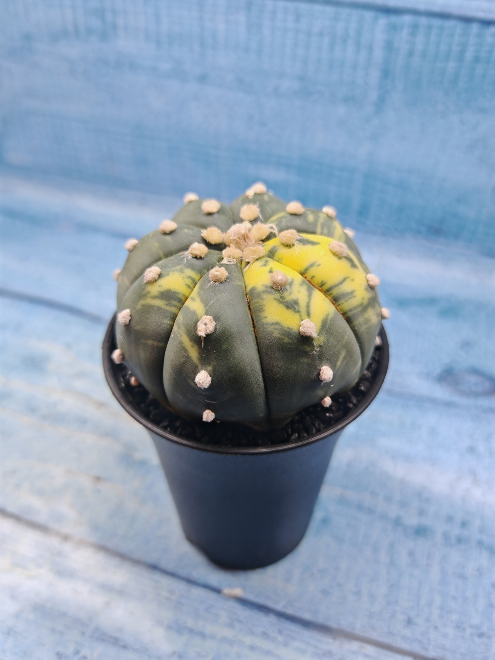 Astrophytum Asterias variagate (Астрофитум)
