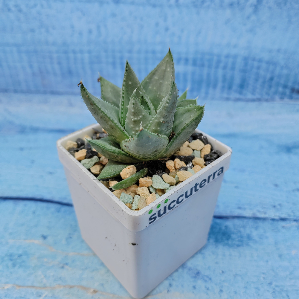 Haworthia Savanna (Хавортия)