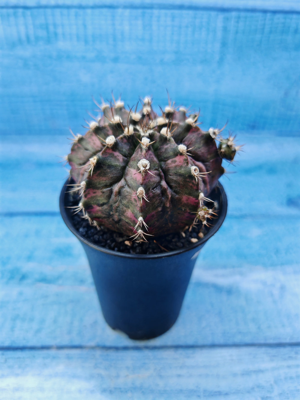 Gymnocalycium T-Rex Pink hybride (Гимнокалициум T-rex)