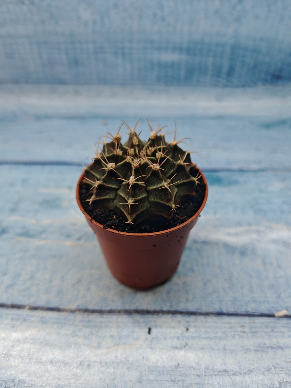 Gymnocalycium Friedrichii (Гимнокалициум)