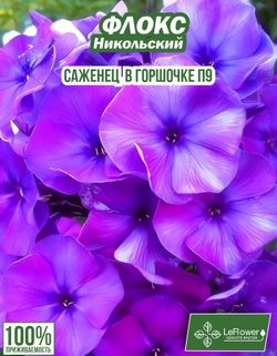 Саженец, Флокс, Никольский