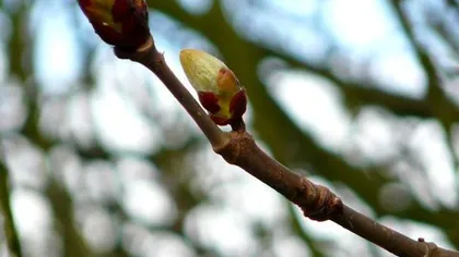 Березовые почки