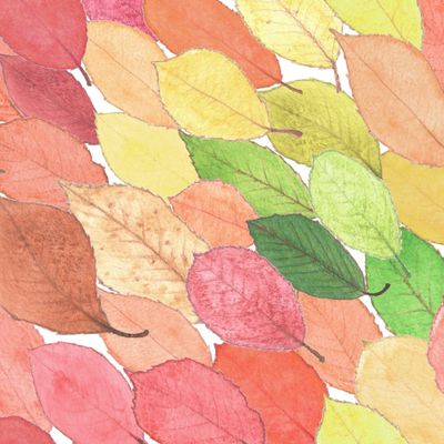 Осенние листья