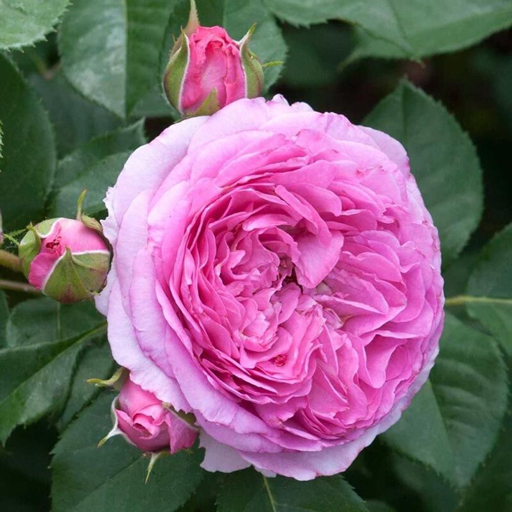 Рене ван Ведберг (Renee van Wegberg)