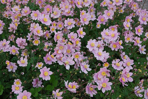 Анемона гибридная Серенада С2 Закупка М39 июнь 2026