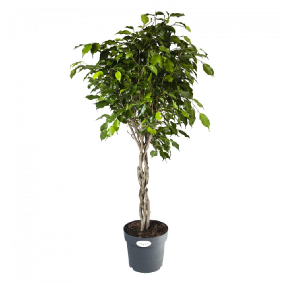 Фикус Orangery ficus benj.exotica 24/100 koker
