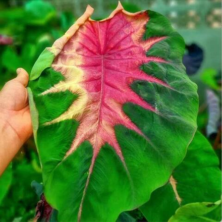 Колоказия RAINBOW BUTTERFLY