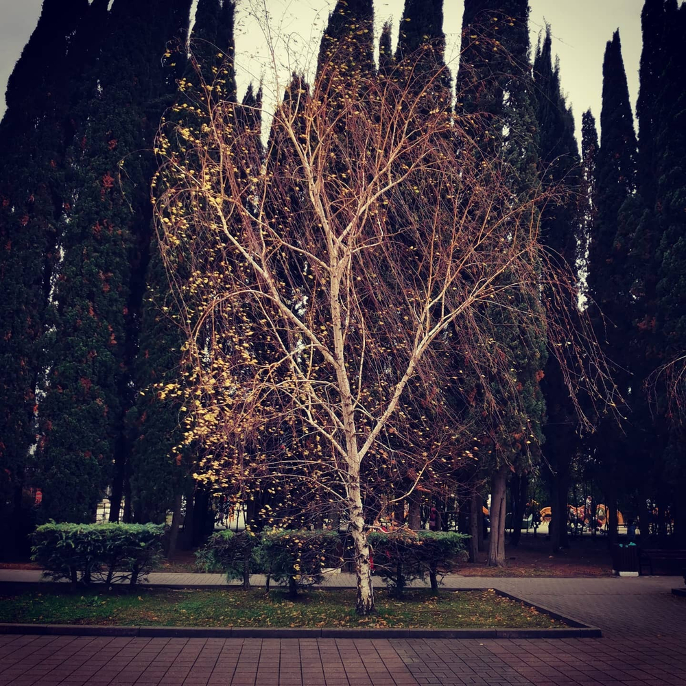 Грифон