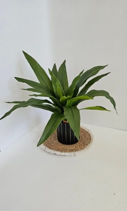 Родея / Арт 6311