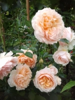 Роза плетистая Джинджер Селлибаб