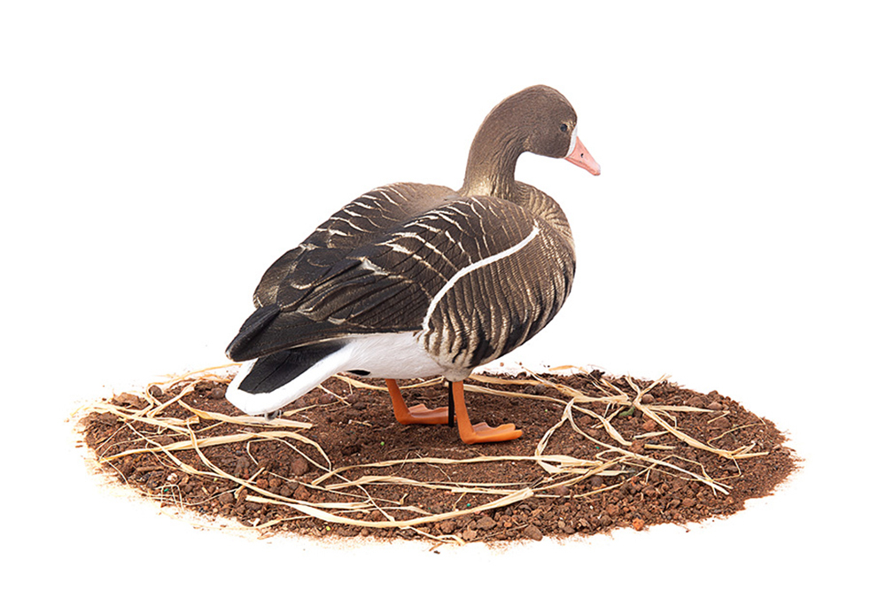 Белолобый гусь Duck Mania "ALFA" ЖИВОЕ ПЕРО мод. ALFA6B-DM-UV