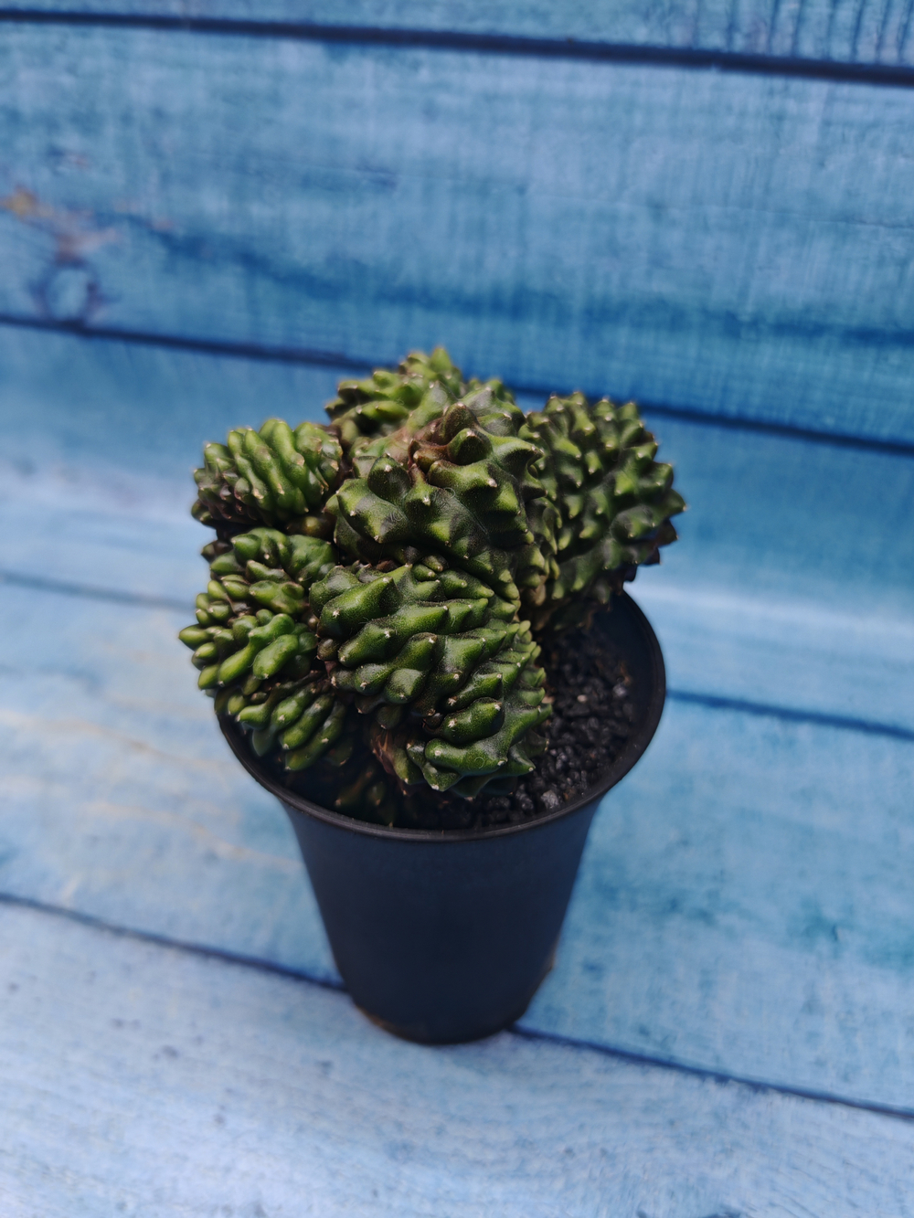 Gymnocalycium Spineless Crested form (Гимнокалициум Кристатный)