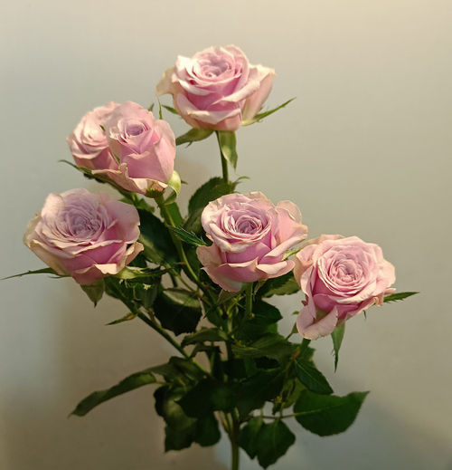 Кустовая роза сиреневая "Лейла"