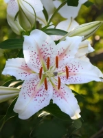 Лилия Мускадет (Восточный гибрид)