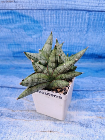 Sansevieria Classic Fan (Сансевиерия)