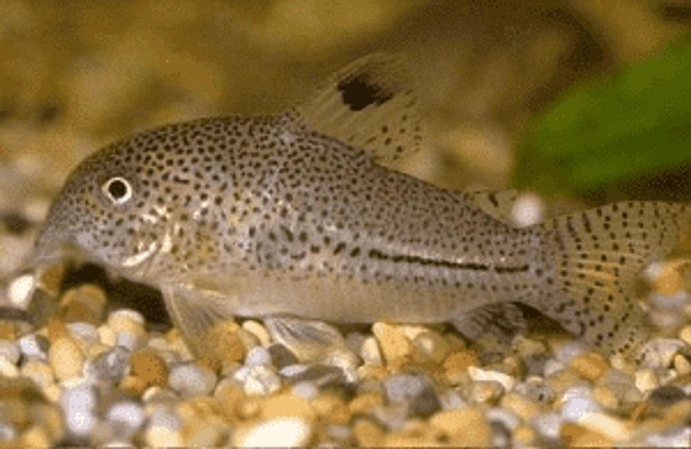 Коридорас джули (код 255)