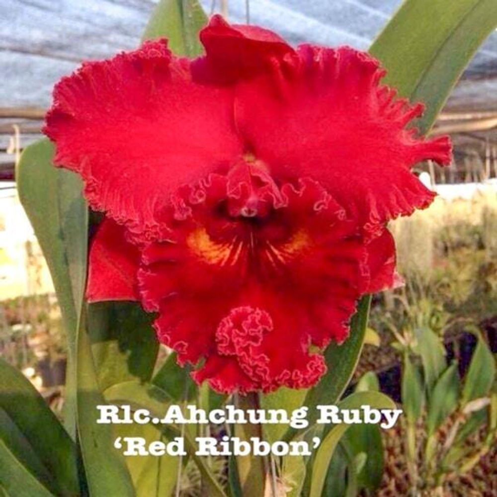 Орхидея ринхолелиокаттлея RLC. AHCHUNG RUBY 'RED RIBBON'