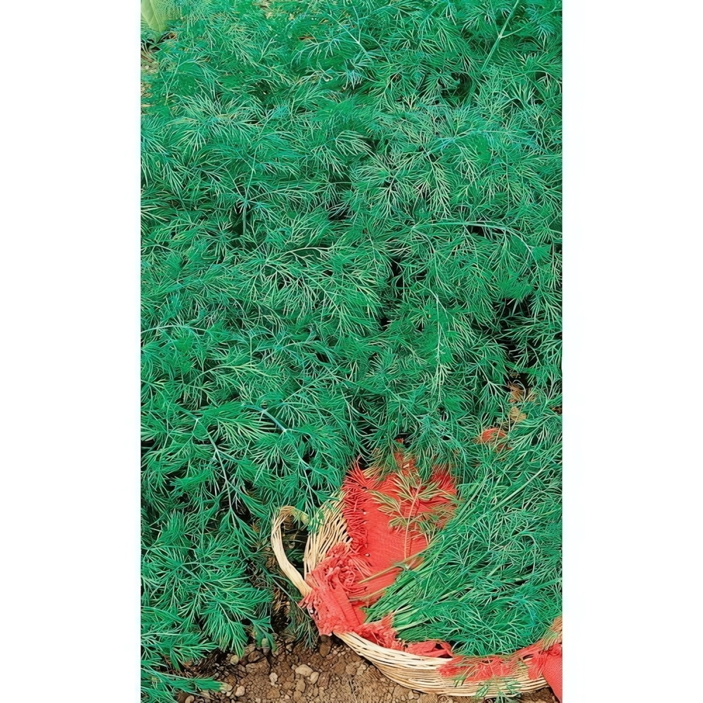 Семена Укроп Дважды Ароматный (УД) Е/П