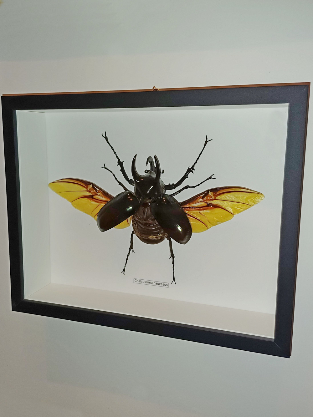 Жук Халькозома Chalcosoma в рамке