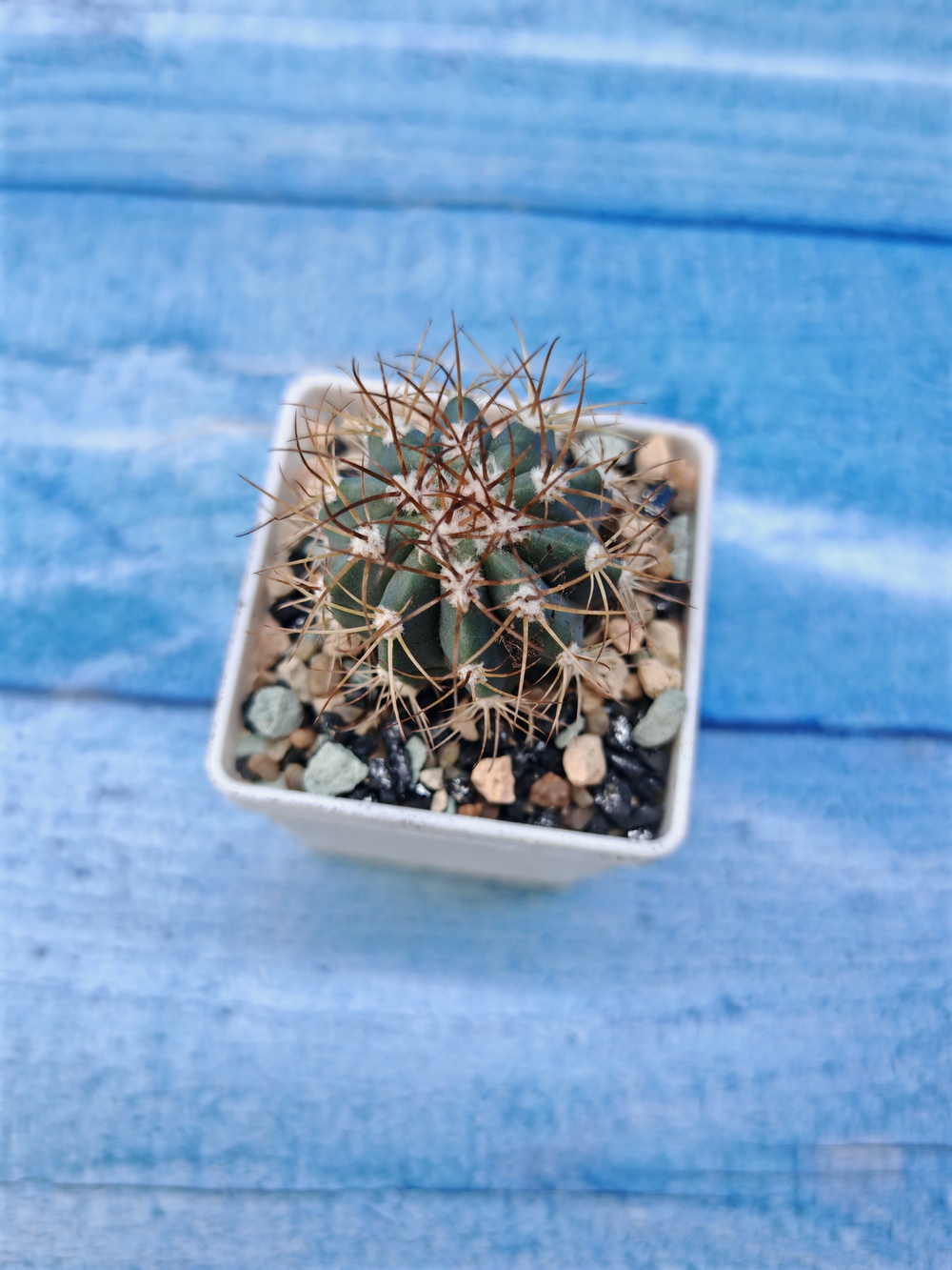 Melocactus Azureus (Мелокактус)