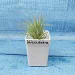 Tillandsia Ionantha Silver (Тилландсия)