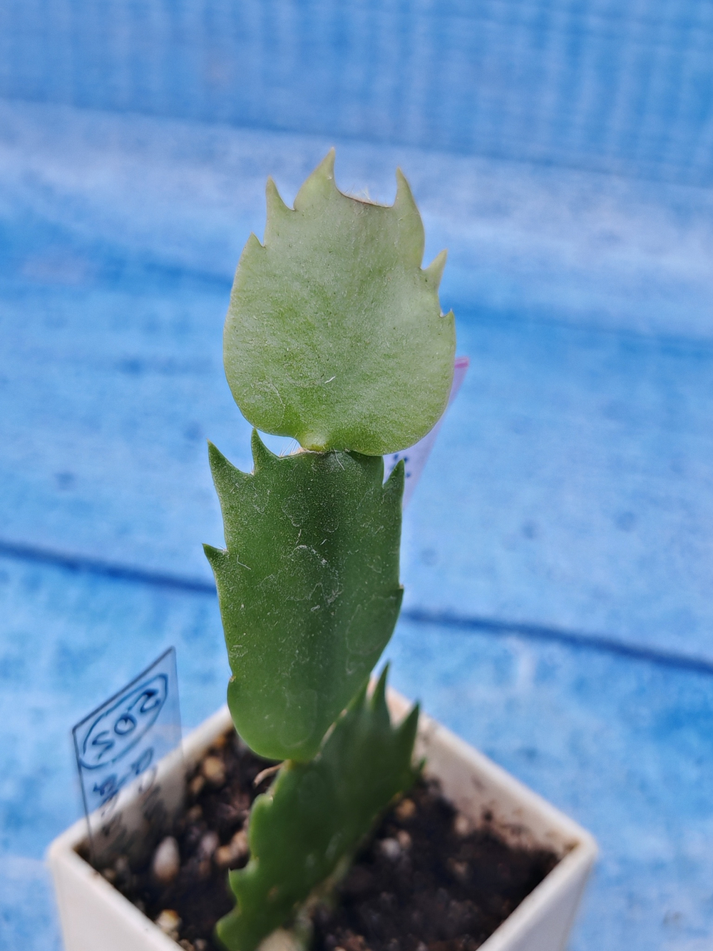 Schlumbergera cv. Branca Dobrada (Шлюмбергера)