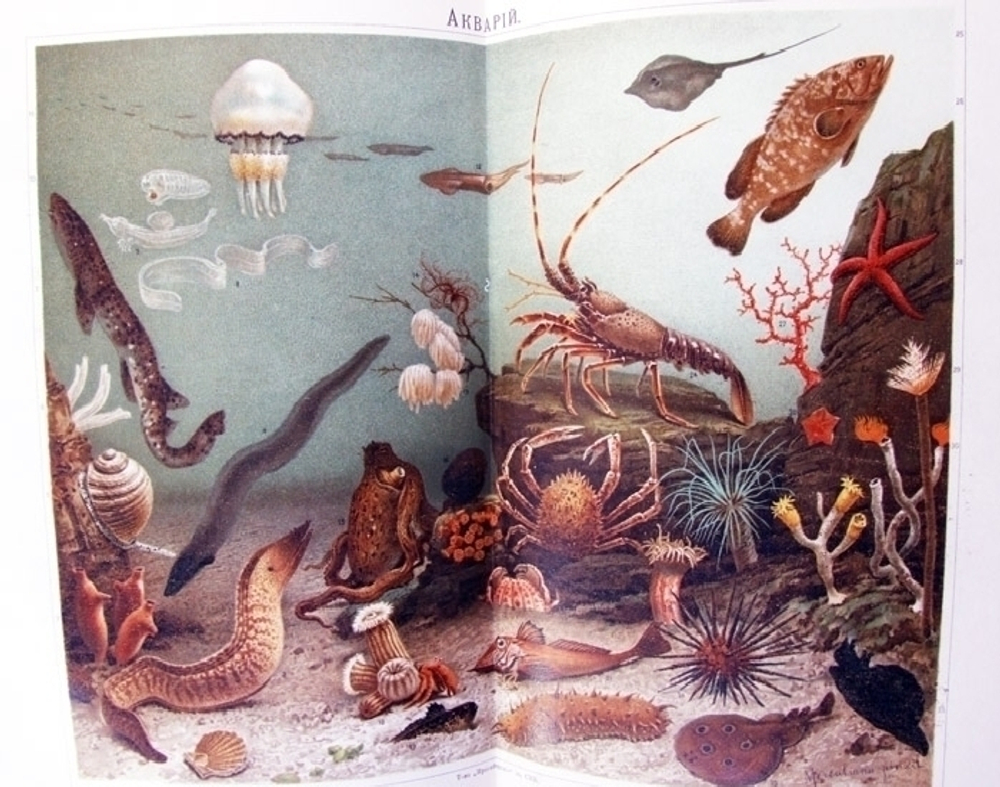 "Большая Энциклопедия. Словарь общедоступных сведений по всем отраслям знания". Под редакцией С.Н. Южакова. 1909 г. - редкая книга