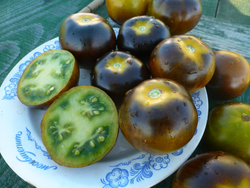 Помидоры - Blue Green Zebra - Сине-зелёная Зебра