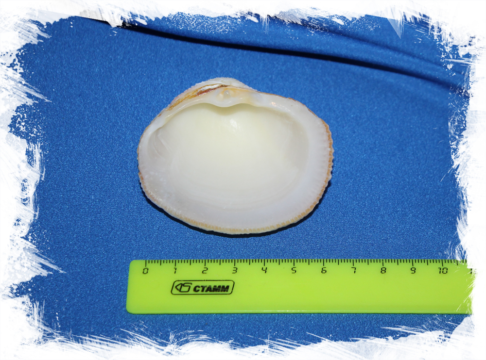 Люцина корзинка, Fimbria fimbriata